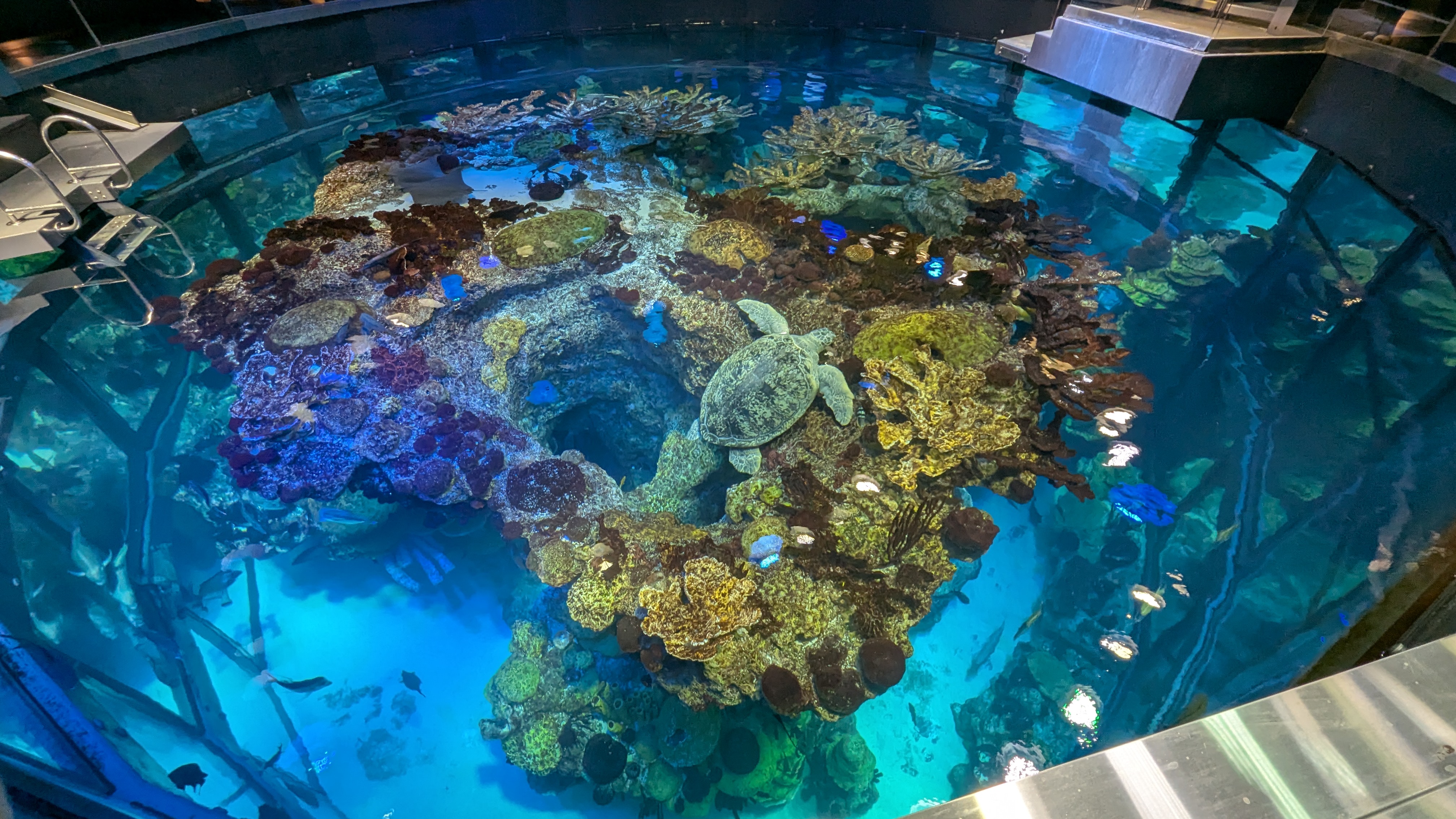 boston aquarium myrtle